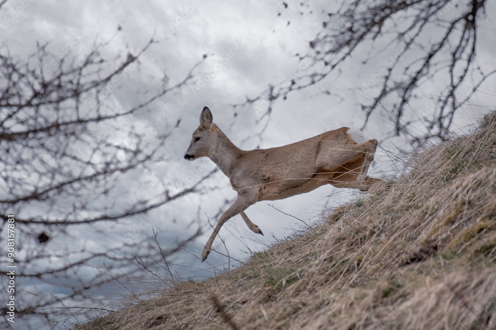 Winter roe deer (Capreolus capreolus) jumping on an alpine slope, against a cloudy sky, February, horizontal, Italian Alps.