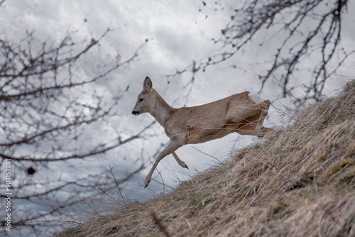 Winter roe deer (Capreolus capreolus) jumping on an alpine slope, against a cloudy sky, February, horizontal, Italian Alps.