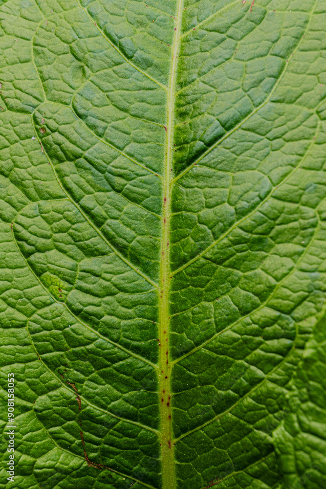 Obraz premium close leaf