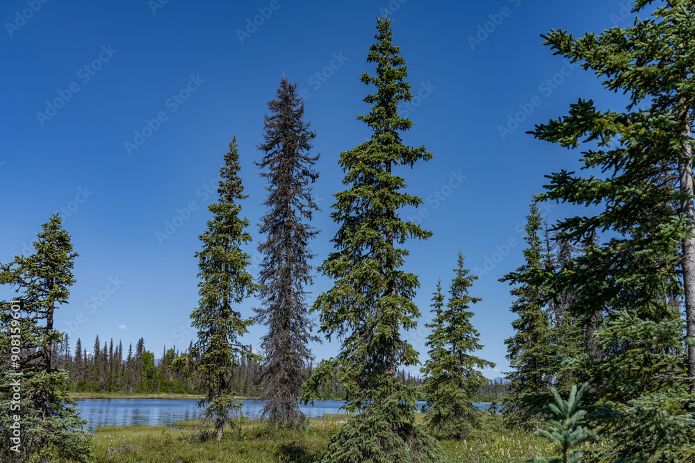 Picea mariana, the black spruce, is a North American species of spruce tree in the pine family. George Parks Highway, Alaska
Picea mariana, the black spruce, is a North American species of spruce tree in the pine family. George Parks Highway, Alaska