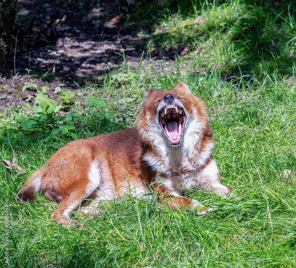 The Asian red dog shows its teeth dangerously