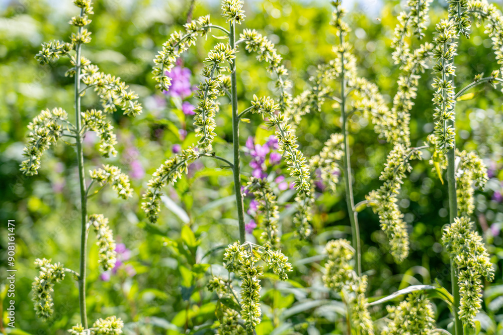 Veratrum viride, Indian poke, corn-lily, Indian hellebore, false hellebore, green false hellebore, or giant false-helleborine, George Parks Highway, Alaska Veratrum viride, Indian poke, corn-lily, Indian hellebore, false hellebore, green false hellebore, or giant false-helleborine, George Parks Highway, Alaska
