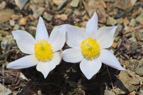 Pulsatilla vernalis commony known as Spring pasqueflower  photo