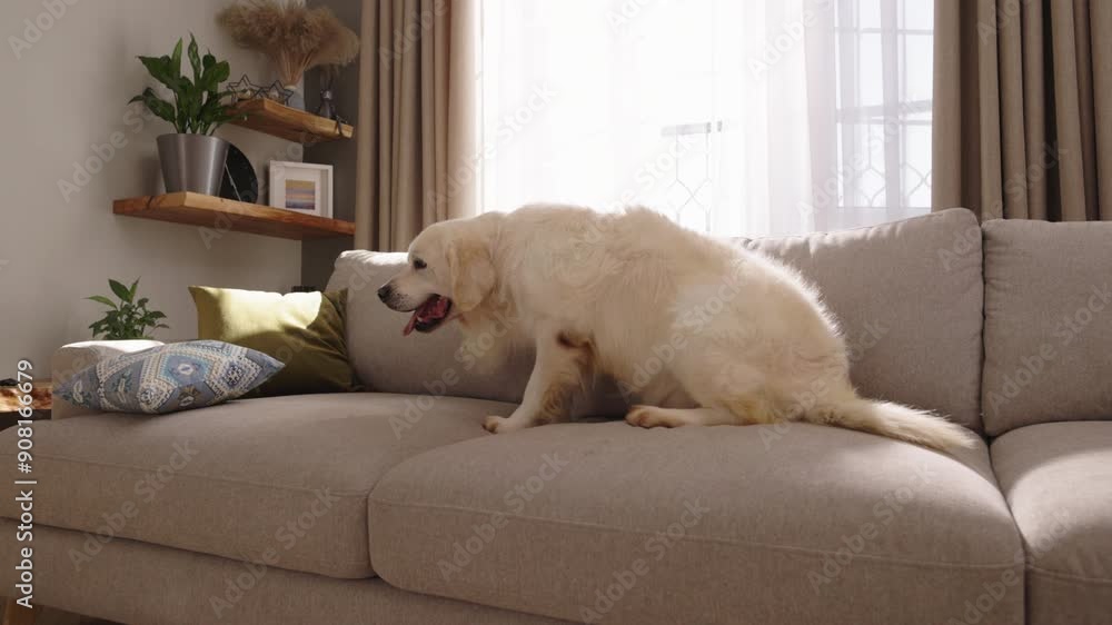 Joyful White Golden Retriever Dog Running into Living Room and Leaping onto Couch, Waving Its Tail in Excitement Joyful White Golden Retriever Dog Running into Living Room and Leaping onto Couch, Waving Its Tail in Excitement