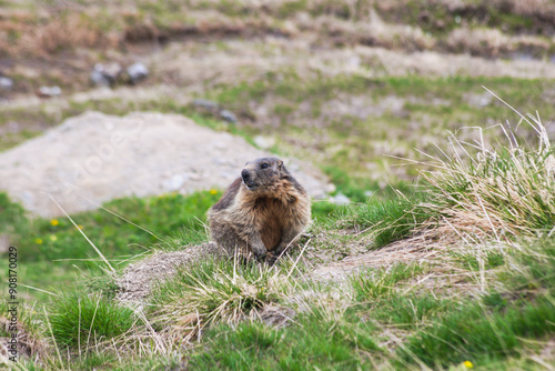 Alpine marmots ( Marmota marmota ) in natural environment. Stelvio National Park, Italy photo