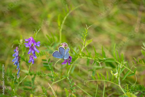 Blue butterfly sits on a beautiful flower on a sunny summer meadow. Light green bright natural background photo