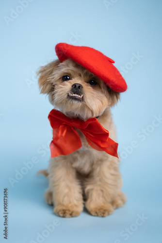 Cute maltipoo dog sitting on blue background with red bow on beret. Cute pet poses for calendar, notepad, postcard. photo