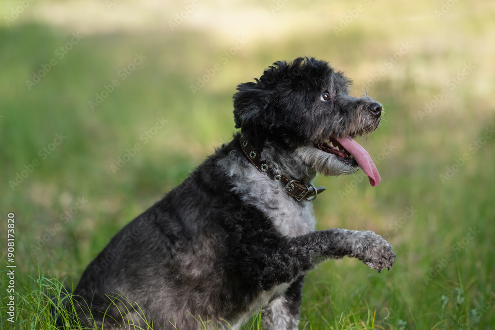 Adorable mongrel dog in the spring grass. Domestic small dog walking outdoors Adorable mongrel dog in the spring grass. Domestic small dog walking outdoors