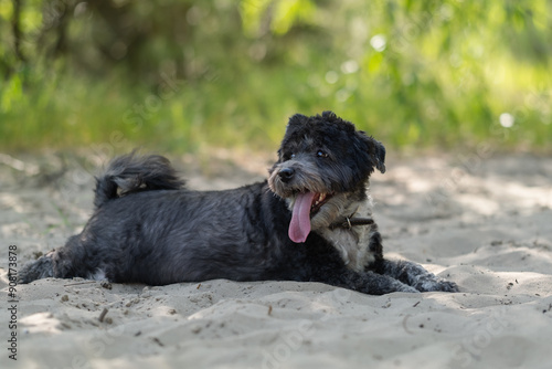 Wallpaper Mural Adorable mongrel dog in the spring grass. Domestic small dog walking outdoors Torontodigital.ca