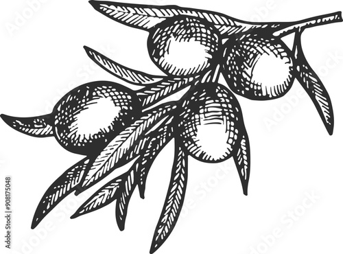 Natural olive branch. Hand drawn organic plant