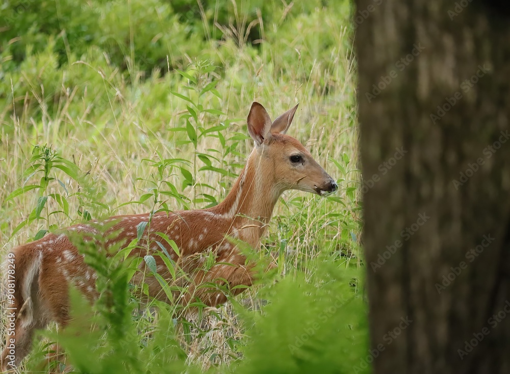 Precious Little White-tailed Deer Fawn Benezette PA Precious Little White-tailed Deer Fawn Benezette PA