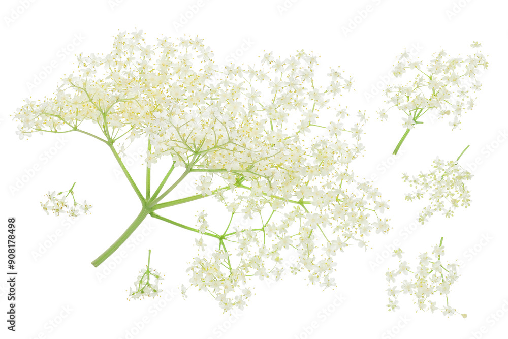 Elderberry flower or Sambucus nigra isolated on a white background. Elderberry flower or Sambucus nigra isolated on a white background.