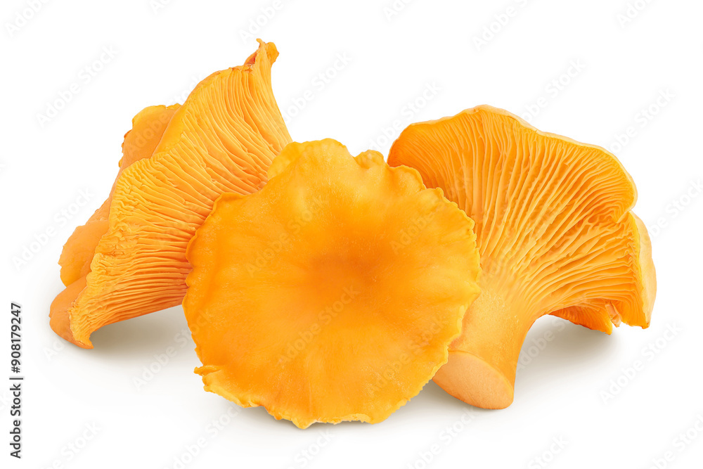 Chanterelle mushroom isolated on a white background Chanterelle mushroom isolated on a white background