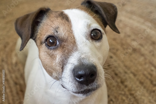 Dog. Jack Russell Terrier. A pet. A funny, adorable, thoroughbred dog.