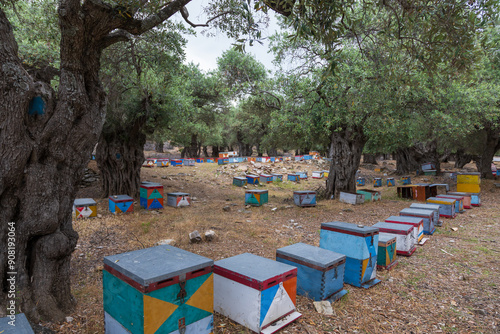 Olive grove and small colorful beehives on the island of Thassos in Greece