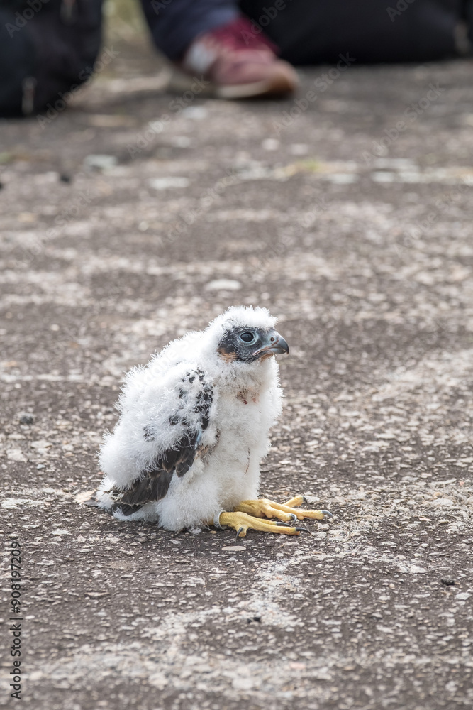 Fluffy baby bird with yellow talons on ground, person observing in background Fluffy baby bird with yellow talons on ground, person observing in background