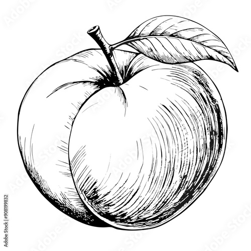 Peach Illustration, Black and White, Fruit Concept