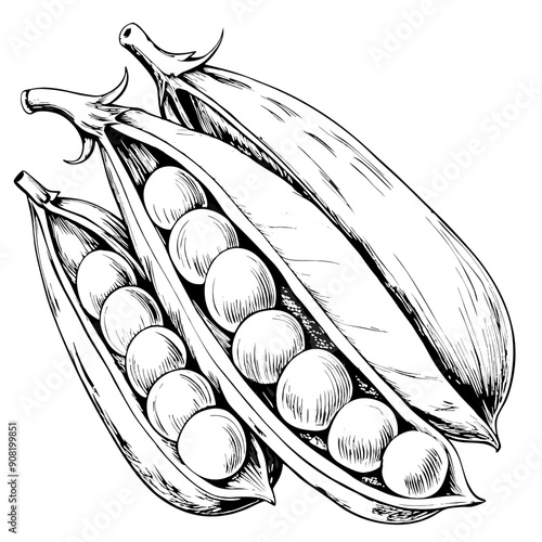 Peas Illustration, Black and White, Vegetable Concept