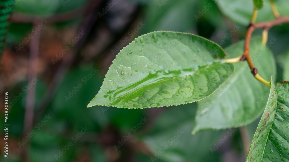 A green leaf with water inside. Leaves after rain A green leaf with water inside. Leaves after rain