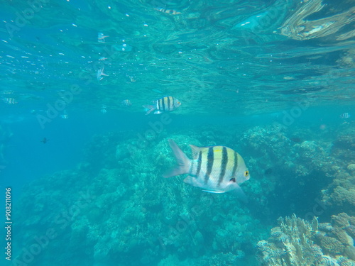 Indo-Pacific sergeant (Abudefduf vaigiensis) is a species of damselfish in the family Pomacentridae above coral reef in Red sea Egypt