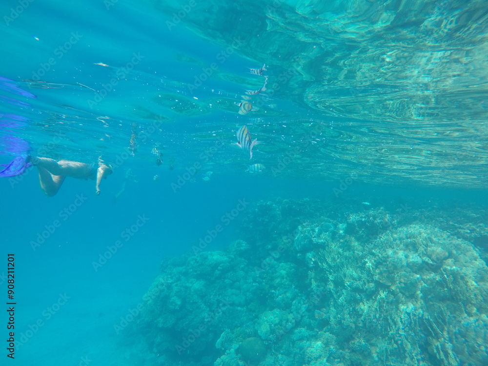 Fototapeta premium Indo-Pacific sergeant (Abudefduf vaigiensis) is a species of damselfish in the family Pomacentridae above coral reef in Red sea Egypt
