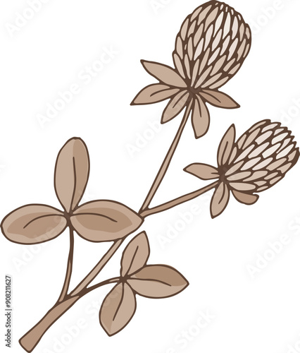 Trifolium drawing. Fresh organic herb botanical illustration