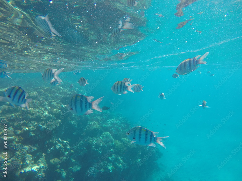 Fototapeta premium Indo-Pacific sergeant (Abudefduf vaigiensis) is a species of damselfish in the family Pomacentridae above coral reef in Red sea Egypt