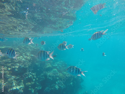  Indo-Pacific sergeant (Abudefduf vaigiensis) is a species of damselfish in the family Pomacentridae above coral reef in Red sea Egypt