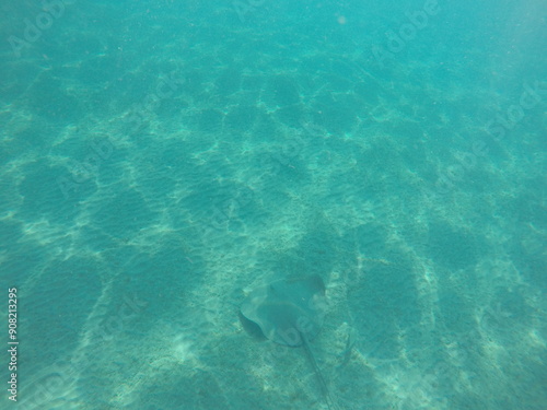  Himantura uarnak covered in sand reticulate whipray or honeycomb stingray is a species of stingray in the family Dasyatidae. It inhabits coastal waters in the western Indian Ocean including Red Sea photo