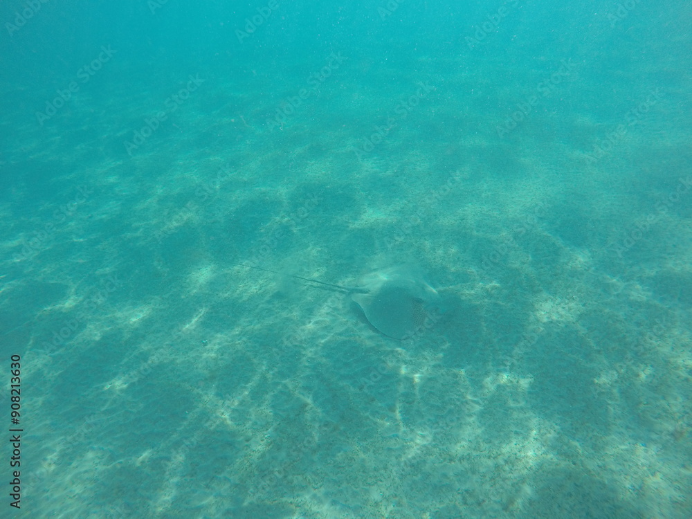 Fototapeta premium Himantura uarnak covered in sand reticulate whipray or honeycomb stingray is a species of stingray in the family Dasyatidae. It inhabits coastal waters in the western Indian Ocean including Red Sea