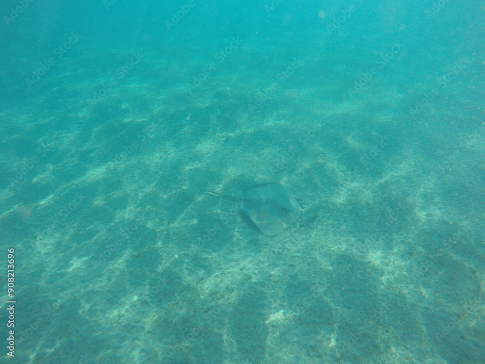 Fototapeta premium Himantura uarnak covered in sand reticulate whipray or honeycomb stingray is a species of stingray in the family Dasyatidae. It inhabits coastal waters in the western Indian Ocean including Red Sea