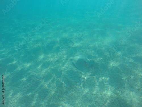 Himantura uarnak covered in sand reticulate whipray or honeycomb stingray is a species of stingray in the family Dasyatidae. It inhabits coastal waters in the western Indian Ocean including Red Sea