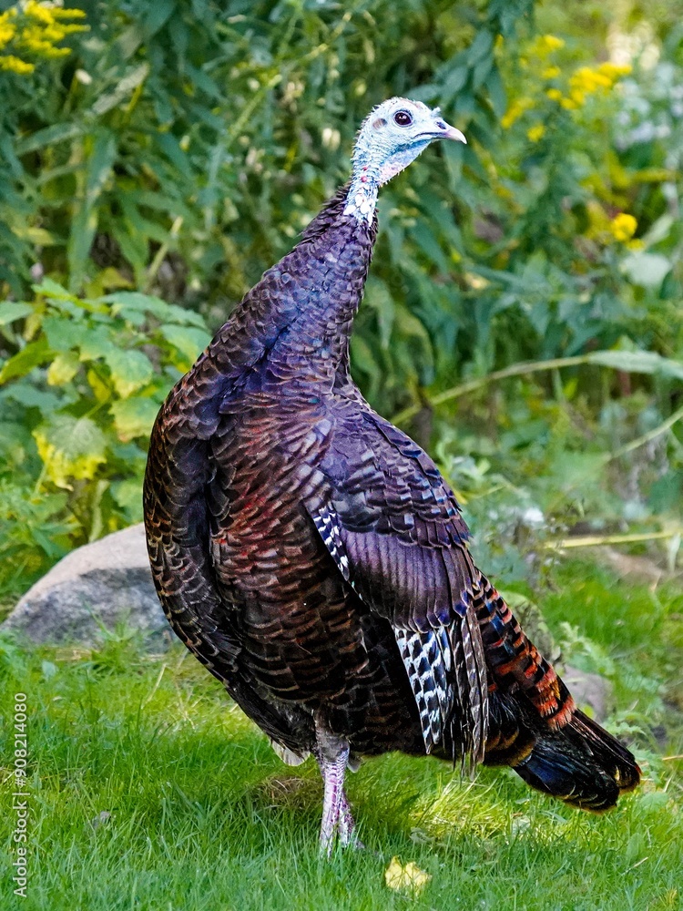 Fototapeta premium Turkey in Fourth Ballet Position