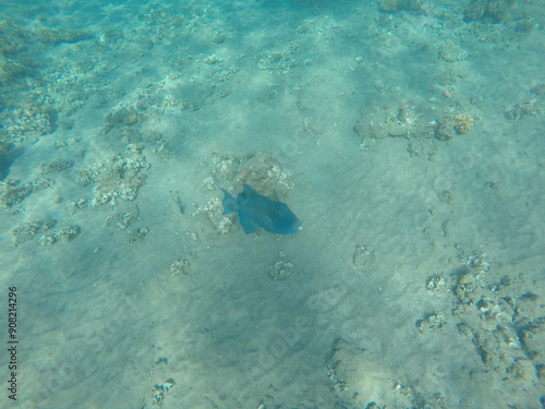 Pseudobalistes fuscus, commonly known as the Yellow-spotted triggerfish, is one of the most colorful triggerfishes when small photo