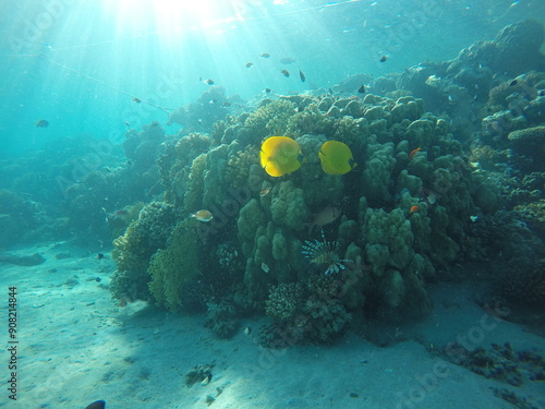 coral reef with several fish species, blue-cheeked butterflyfish, lionfish, Pinecone soldierfish  photo