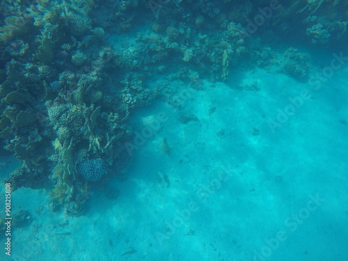 sea bed of an edge of coral reef in egypt