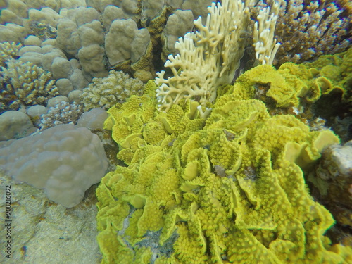 Turbinaria reniformis, commonly known as yellow scroll coral, is a species of colonial stony coral in the family Dendrophylliidae. It is native to the Indo-Pacific region. The International Union  photo