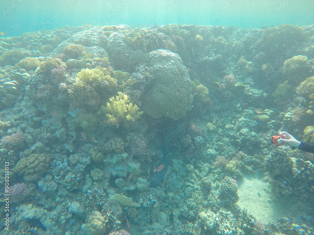 Fototapeta premium giant moray is a species of moray eel and a species of marine fish in the family Muraenidae. In terms of body mass, it is the largest moray eel; Gymnothorax javanicus