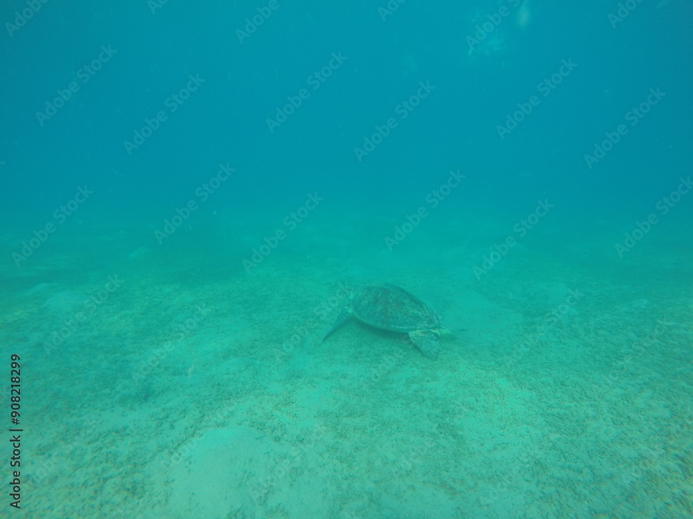 Fototapeta premium The green sea turtle, also known as the green turtle, black turtle or Pacific green turtle, is a species of large sea turtle of the family Cheloniidae. It is the only species in the genus Chelonia