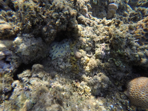 Lobophyllia, commonly called lobed brain coral or lobo coral, is a genus of large polyp stony corals. Members of this genus are sometimes found in reef aquariums