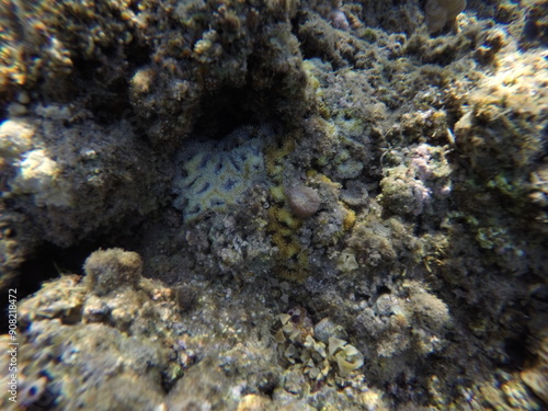 Lobophyllia, commonly called lobed brain coral or lobo coral, is a genus of large polyp stony corals. Members of this genus are sometimes found in reef aquariums