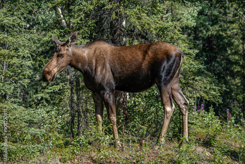 The moose (Alces alces) is the world's tallest, largest and heaviest extant species of deer and the only species in the genus Alces. Haematobosca alcis, the moose fly. Denali Alaska photo