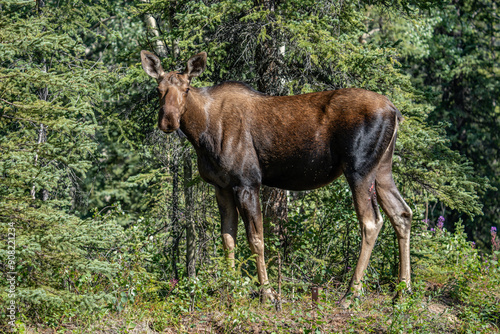 The moose (Alces alces) is the world's tallest, largest and heaviest extant species of deer and the only species in the genus Alces. Haematobosca alcis, the moose fly. Denali Alaska photo