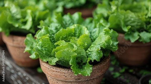 Lettuce growing in pots in the garden. The lettuce is growing in pots.