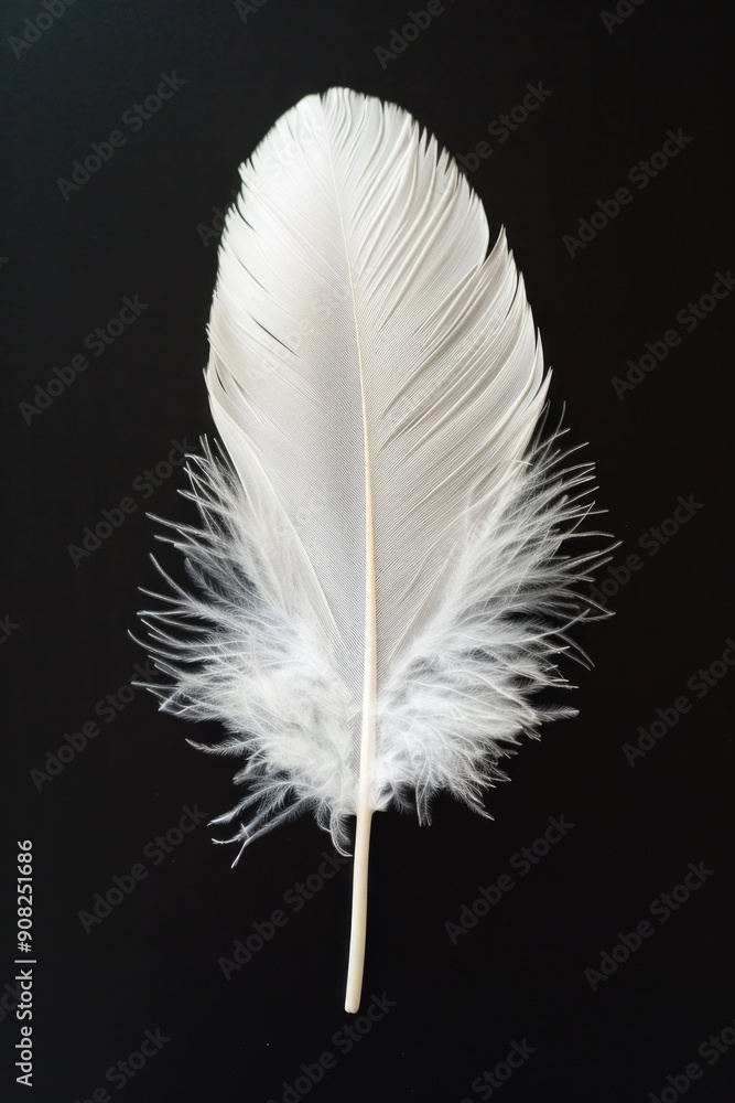 Obraz premium A single white feather rests on a dark background