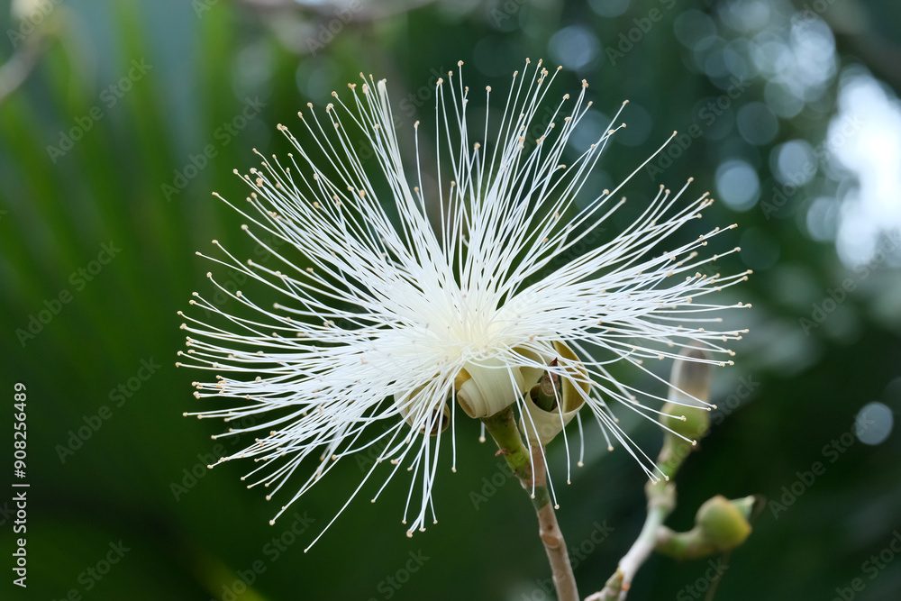 Obraz premium Blooming bombax ellipticum (lat.- Pseudobombax ellipticum) in the Ein Gedi Botanical Garden