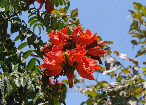 Blooming African tuliptree, fountain tree (lat.- Spathodea campanulata) in the Ein Gedi Botanical Garden photo