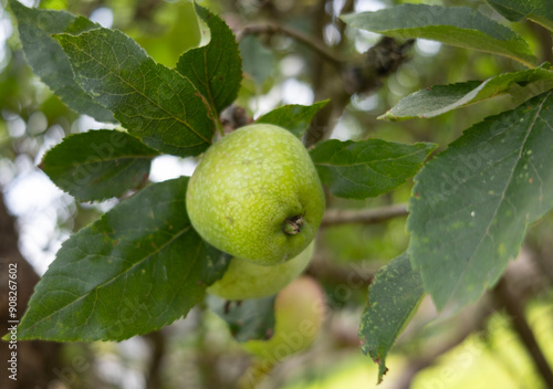 Manzana verde en la rama del árbol frutal