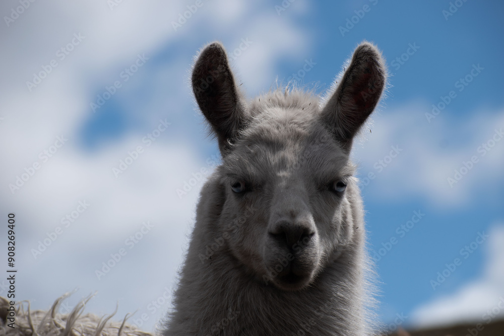 Obraz premium Llama (Alpaca) blanca en la montaña, fondo de cielo con nubes, retrato, rostro, Ecuador