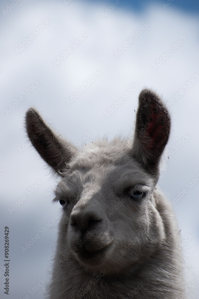 Fototapeta premium Llama (Alpaca) blanca en la montaña, fondo de cielo con nubes, retrato, rostro, Ecuador